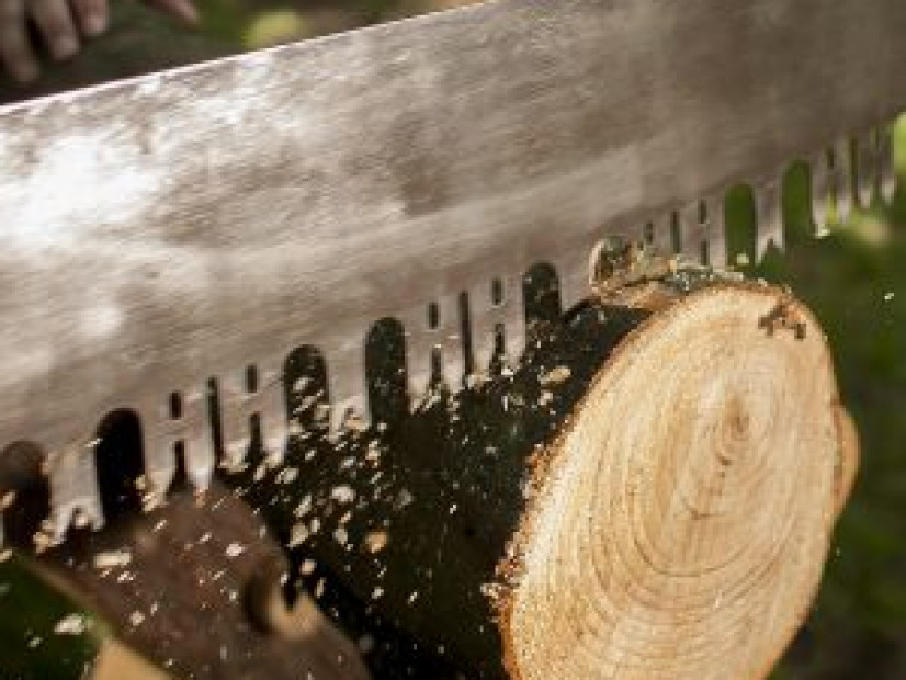 A HISTORY OF WOOD (Digital tour and animation)