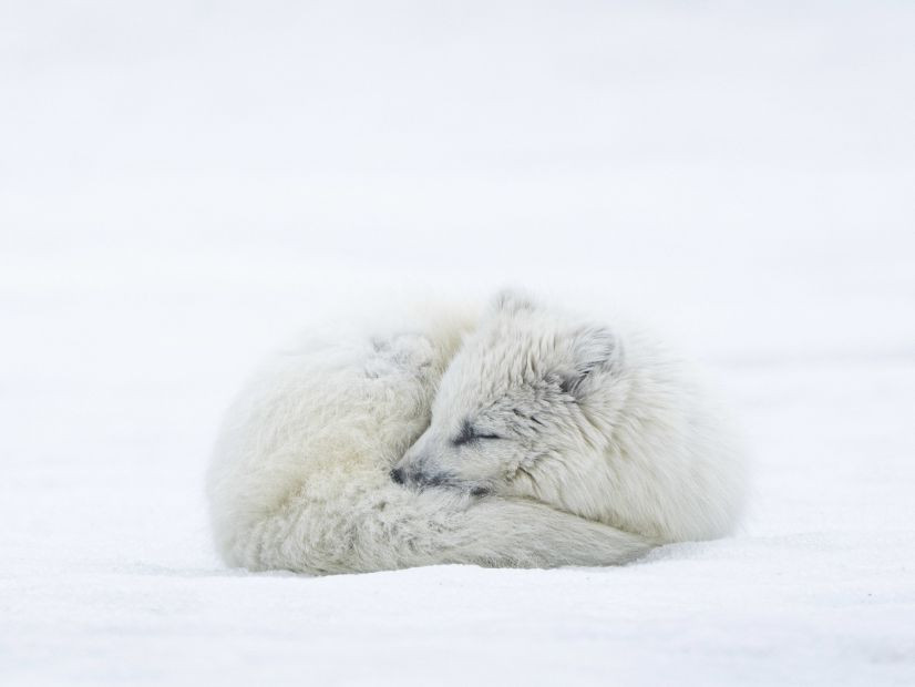 Cool Creatures of the Cold