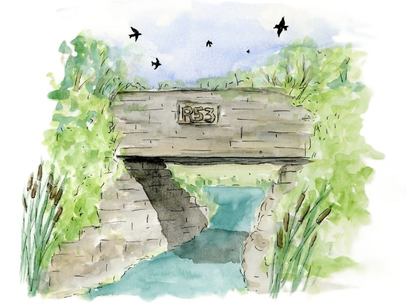 Creek 53: Portraits of Living Nature