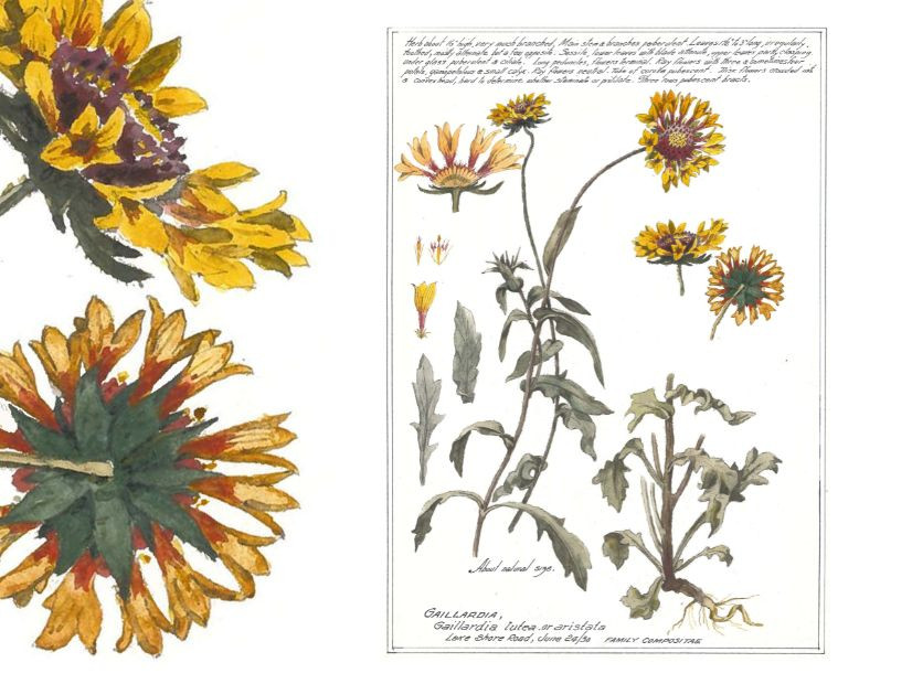 Herbert Gerald Macklin: A citizen scientist of earlier times